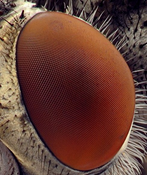 Фасеточный глаз мухи