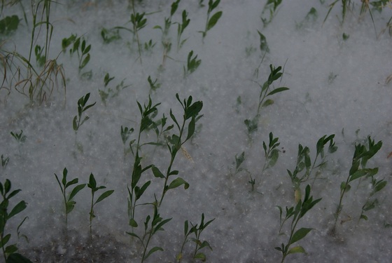 Тополь чёрный - Летний снег. Фото АПК Витус