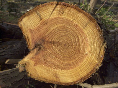 Сосна сибирская - древесина
